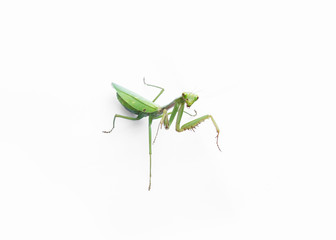 A female mantis on a white background