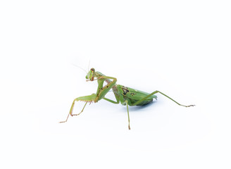 A female mantis on a white background