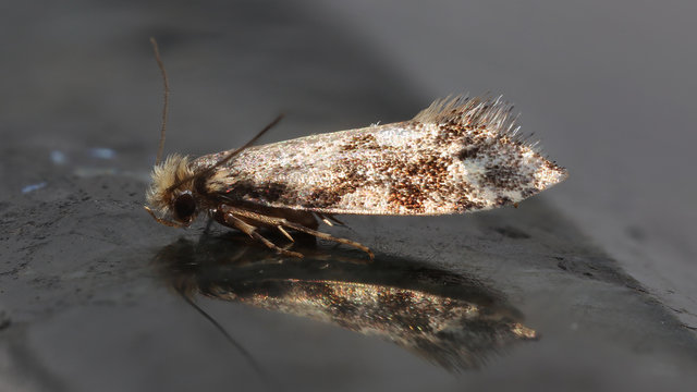 รูปภาพPolilla – เลือกดูภาพถ่ายสต็อก เวกเตอร์ และวิดีโอ514 | Adobe Stock