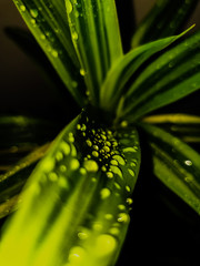 dew on leaf twilight
