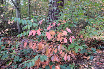 Herbstblätter