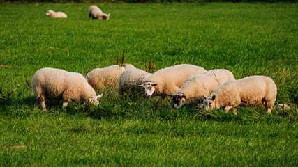Sheep and lamb in the field