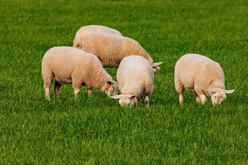 Obraz premium Sheep and lamb in the field