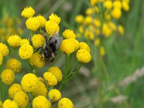 Furry bumblebee collects nectar on yellow tansy inflorescences in a summer meadow, selective focus