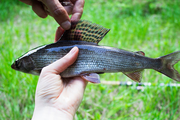 Grayling fish salmon family in the hands of men and women in nature
