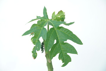 green leaves isolated on white background. Papaya tree with the Latin name Carica papaya. papaya tree isolated on white background.