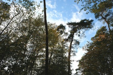 Fototapeta premium Herbstwald