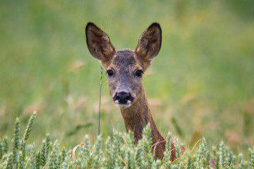 Roe deer grazing in a green wheat field in Carazo, a village of Burgos in Spain