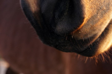 Końskie chrapy © Katarzyna