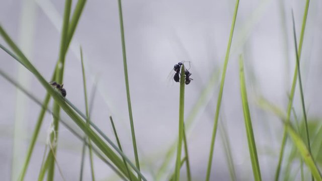 Flying ant day or Nuptial Flight. Ants with wings coming outside and flying around leaving their colonies to create new.
