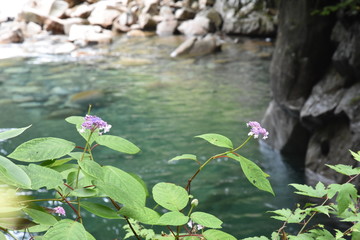 山紫陽花と渓流