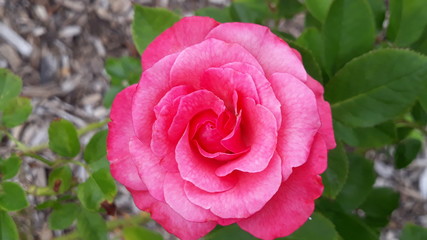 pink rose in garden