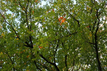Herbstwald