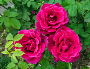 Three bloody roses close up