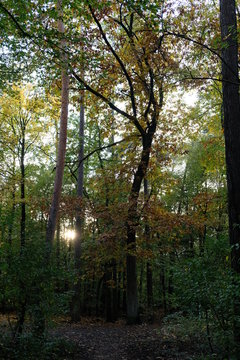Herbstwald © ariba