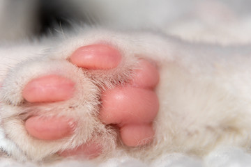 Close-up of a cat's foot with pink pads.