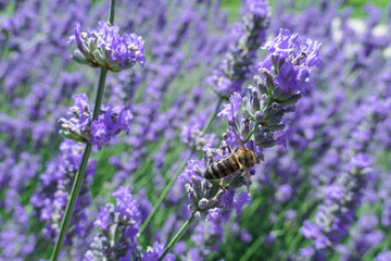 Bee insect on sunny blue lavender flowers under bright sunlight