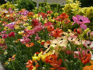 Mohnblumenbeet im Botanischen Garten in Shiraz