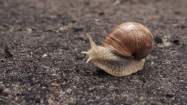 Helix Pomatia or Roman snail slowly looking around.