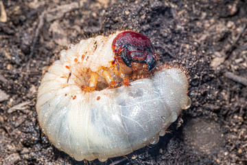 beetle larva, grub worms, allomyrina dichotoma larvae