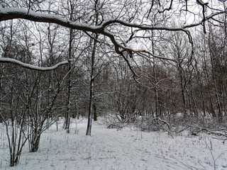 cloudy winter day in the forest, Moscow