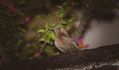 robin on a branch