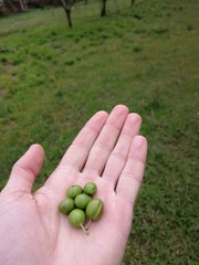 hand holding green grass