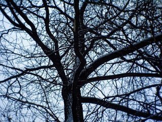 cloudy winter day in the forest, Moscow