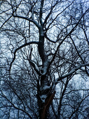 cloudy winter day in the forest, Moscow