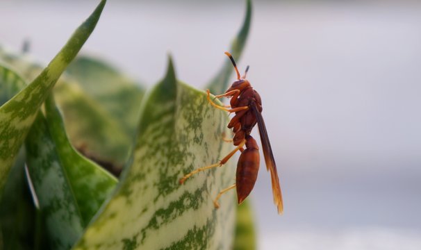 Red Brazilian wasp on a plant (Marimbondo). 
