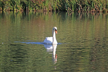 Swan refected on a lake	