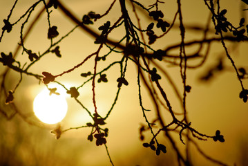 Fototapeta na wymiar willow buds on a tree in winter at dawn, Moscow