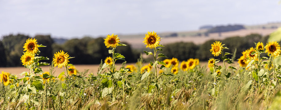 Sunflower Panorama On The Marlborough Downs In Wiltshire.