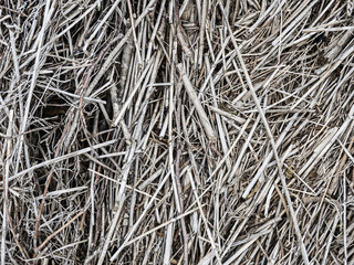 Straw of reeds background, Sweden