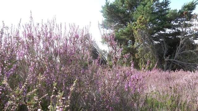Heather next to juniper bush, gently moved by the wind