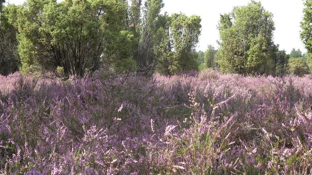 View of the heath near Lueneburg in Northern Germany, with trees and juniper on the horizon