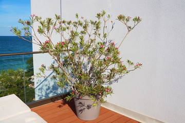 blooming oleander in a pot on a terrace overlooking the sea
