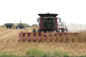 Harvesting corn in the summer in New Braunfels, TX