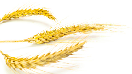 Oat spikelet. Wheat grain ear or rye spike plant isolated on white background, for cereal bread flour. Whole, barley, harvest wheat sprouts. Rich harvest Concept.