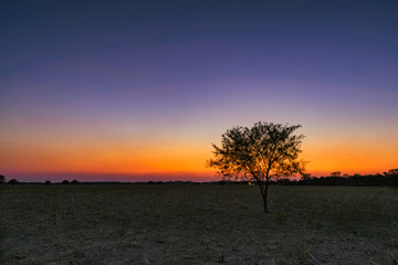 Árbol de Algarrobo al atardecer en paisaje de color magenta
