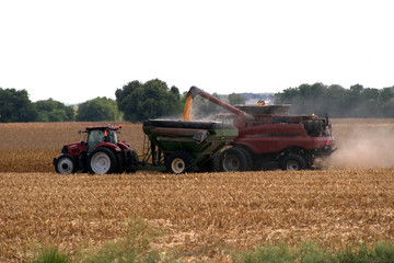 Harvesting corn in the summer in New Braunfels, Tx/