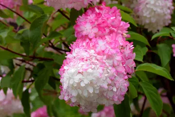 Gordijnen White and pink hydrangea blooming in the garden. Vanilla strawberry hortensia sort © kcuxen