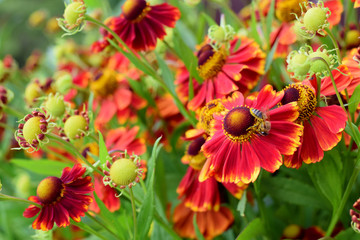 Bee picking up nectar on red helenium flower