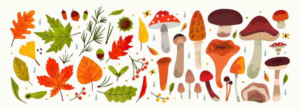 Hand Drawn Big Vector Set Of Various Types Of Mushrooms And Autumn Leaves, Rowan, Acorn And Chestnut. Colored Trendy Illustration. Flat Design. Stamp Texture. All Elements Are Isolated On White