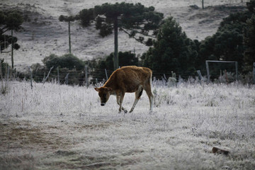 A cow is seen in a field covered in frost during winter season in Sao Joaquim, Santa Catarina state, Brazil.