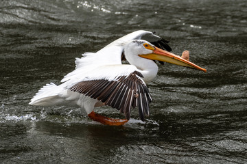 Fototapeta na wymiar American White Pelican (Pelecanus erythrorhynchos)