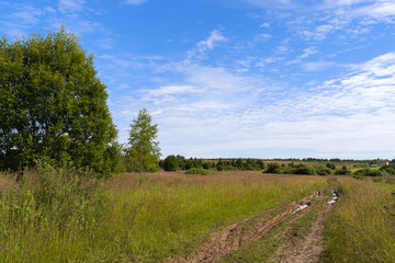 Green, blooming meadow. Young trees. Country dirt road with puddles, going into the distance. Blue sky with white clouds. The house in the background. On a Sunny summer morning. Landscape.