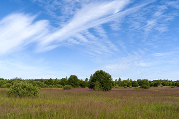 Green, blooming meadow, green young trees and a beautiful blue sky with white clouds.  Sunny summer morning. Landscape.