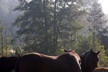 Konie na tle lasu