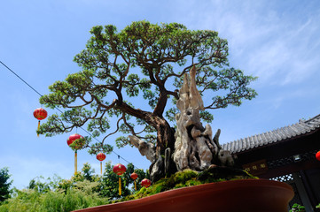 PUTRAJAYA, MALAYSIA -MAY 30, 2016: Bonsai tree display for public in Royal Floria Putrajaya garden in Putrajaya, Malaysia.
